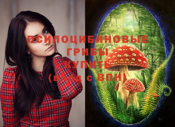индика Каменногорск