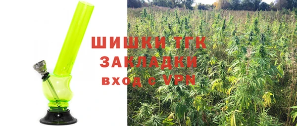 индика Каменногорск